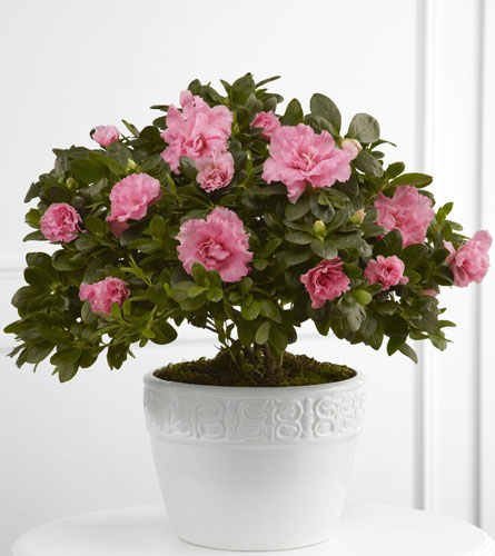 Pink Azalea Planter