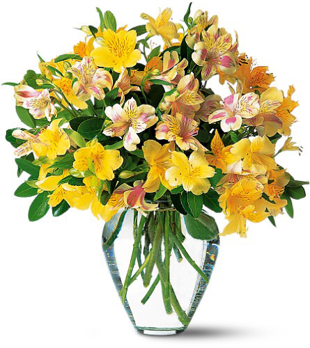 Sparkling Alstroemeria